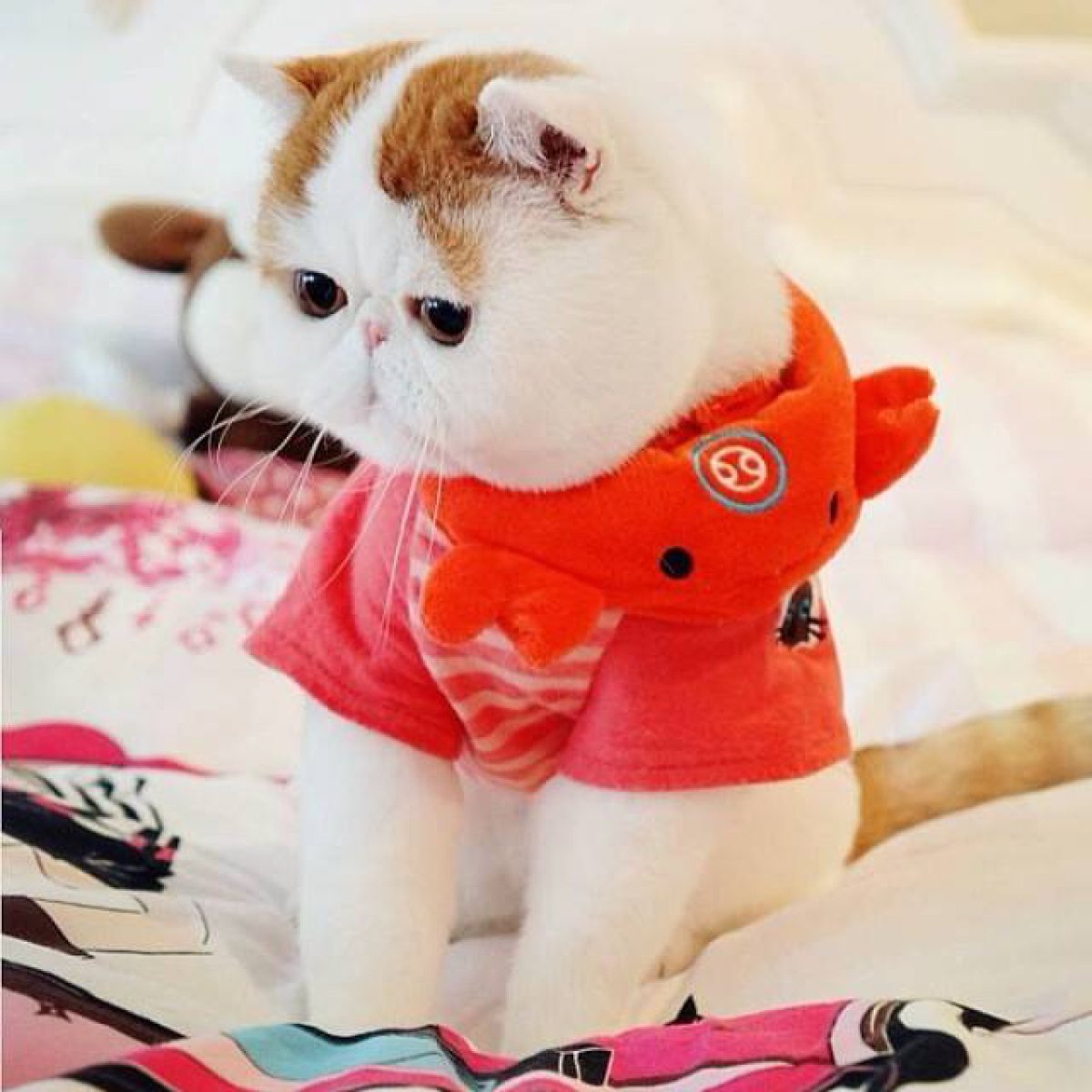 Милый котик в одежде