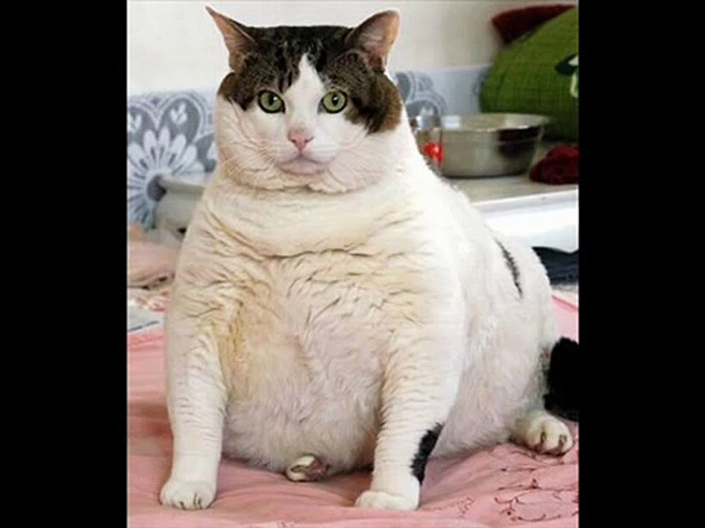 Самые Толстые Коты В Мире