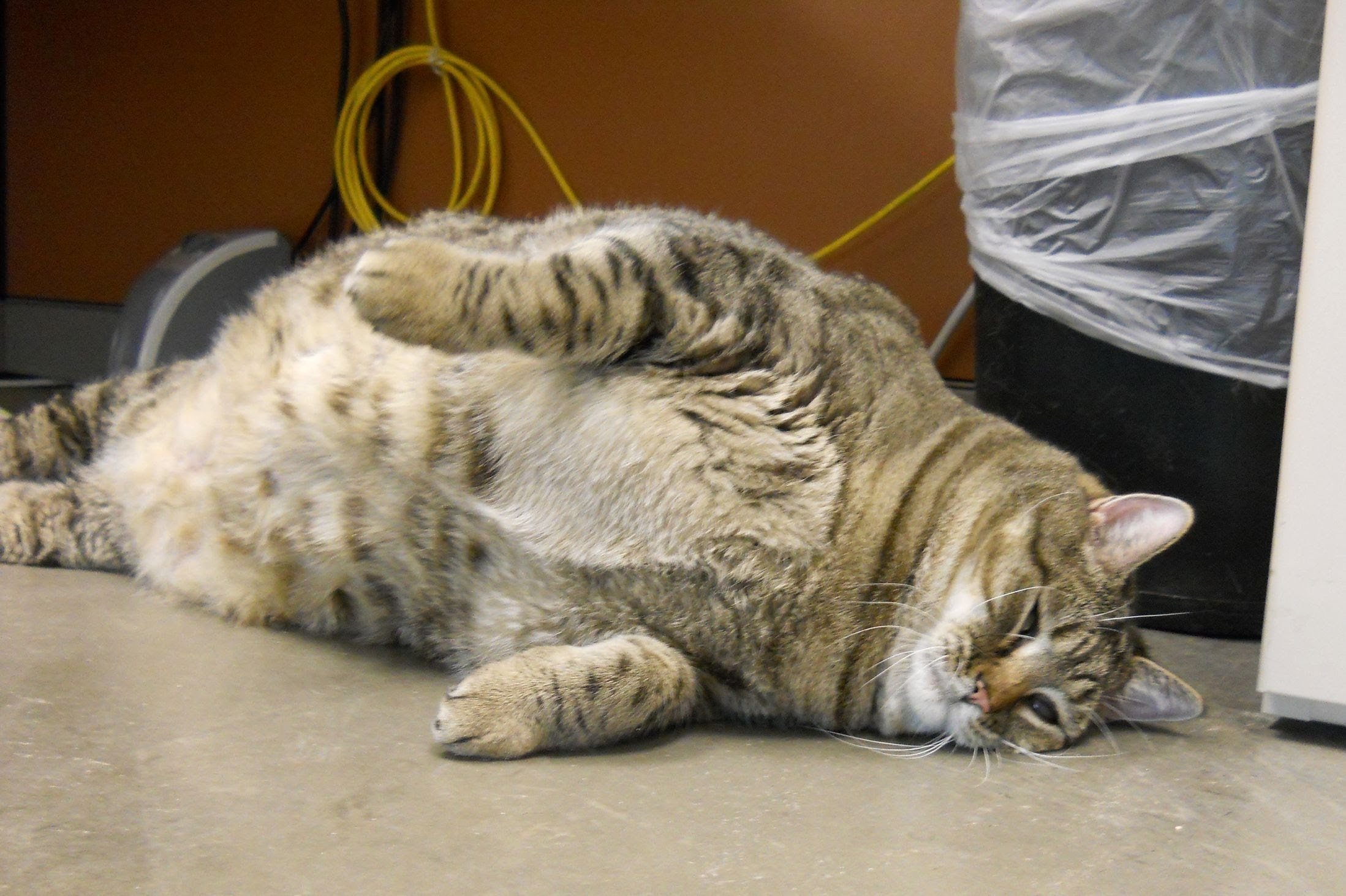 Толстого кота в мире. Толстый кот. Жирный котик. Самый жирный кот.
