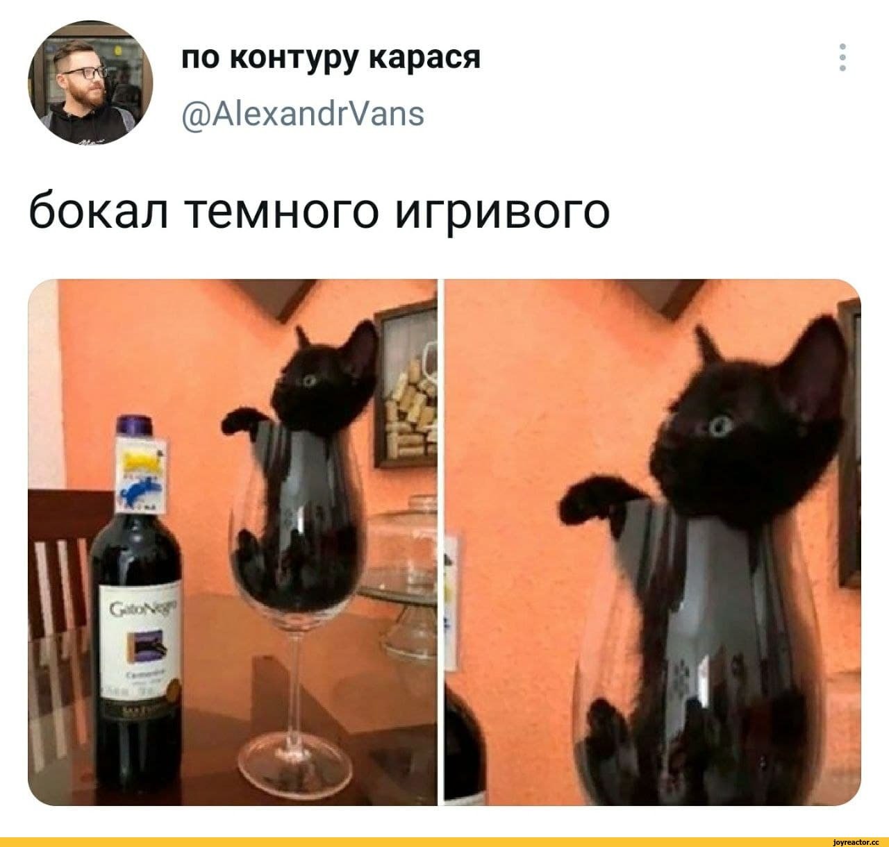 Кот с вином Мем