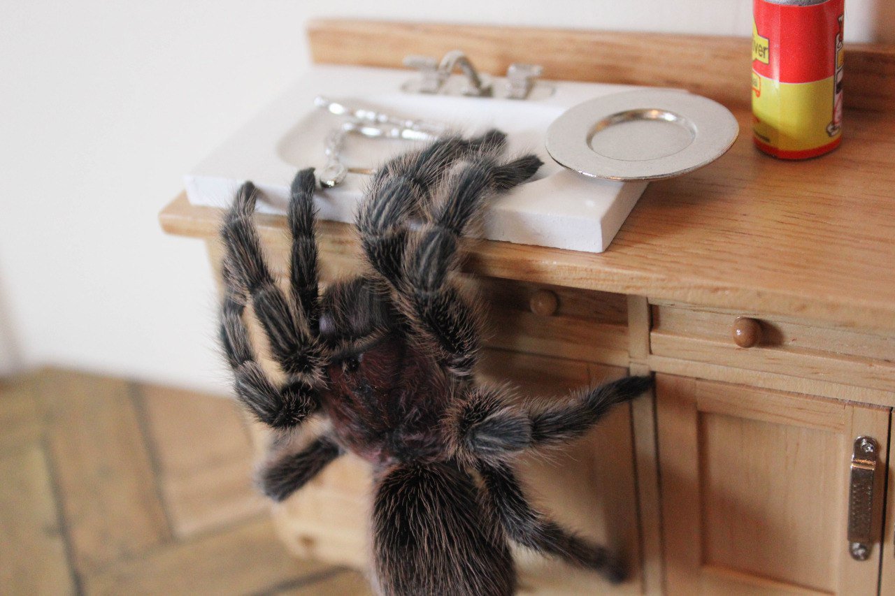 Домашний паук в квартире. Паук птицеед домашний. Пауки в доме. Огромный паук в доме. Тарантул домашний.