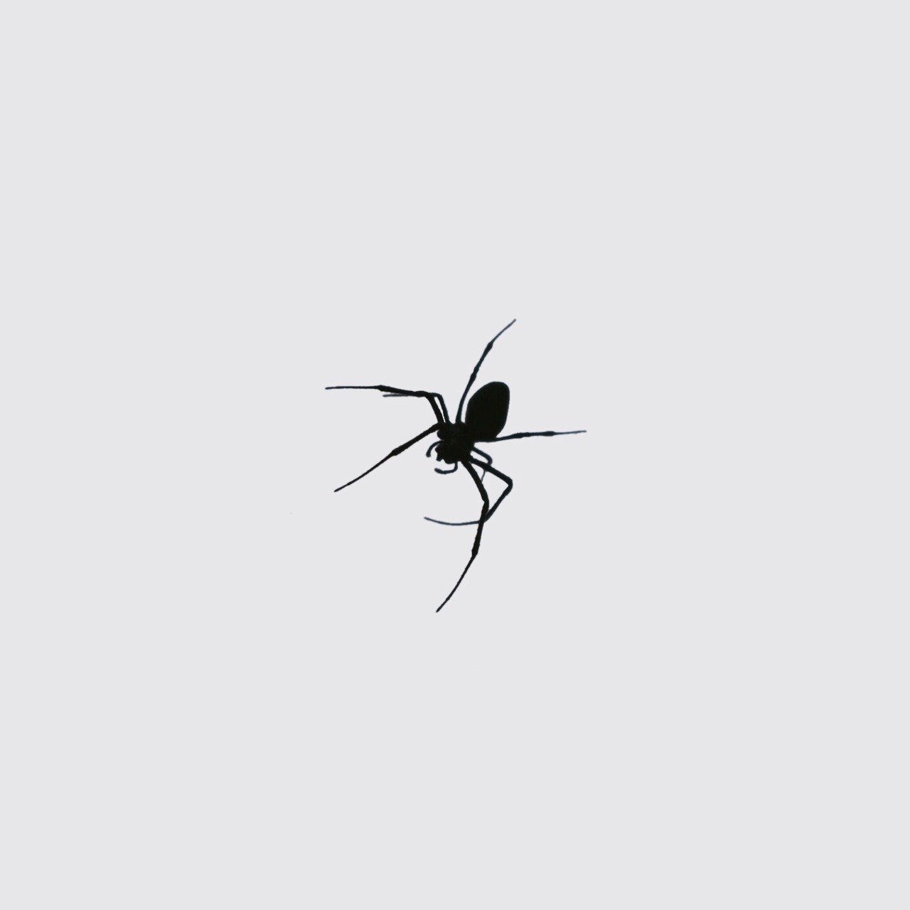 черный паук на кровати