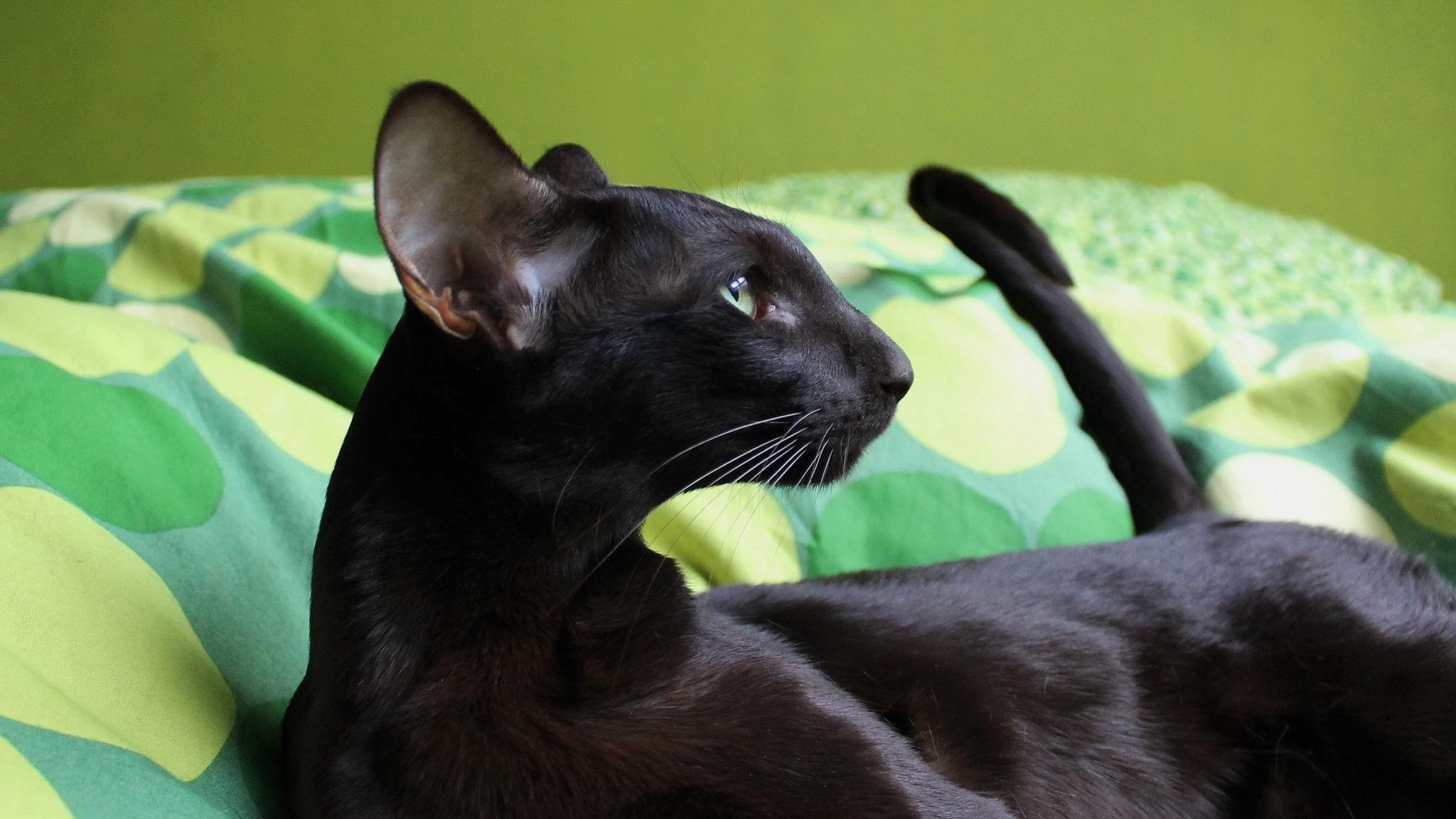 Ориентальная кошка породы кошек характер. Ориентальная кошка. Порода кошек Ориентал. Ориентальная короткошерстная кошка. Ориентальная кошка черная.