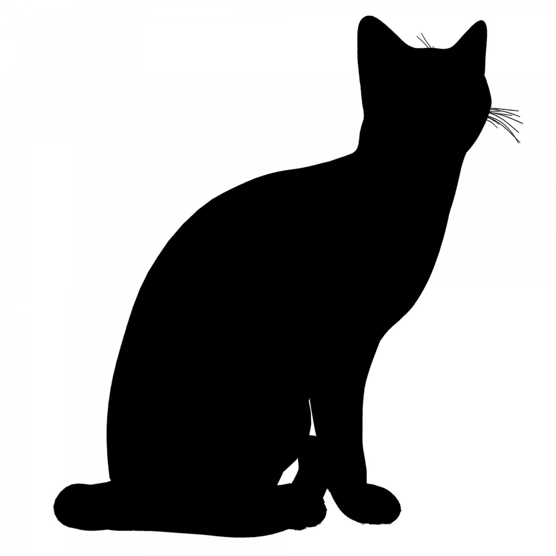 черная кошка картинки рисунки