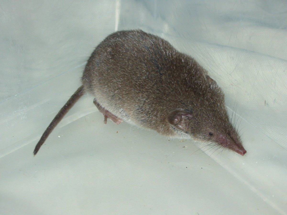 Маленькая мышь с длинным носом - 56 фото