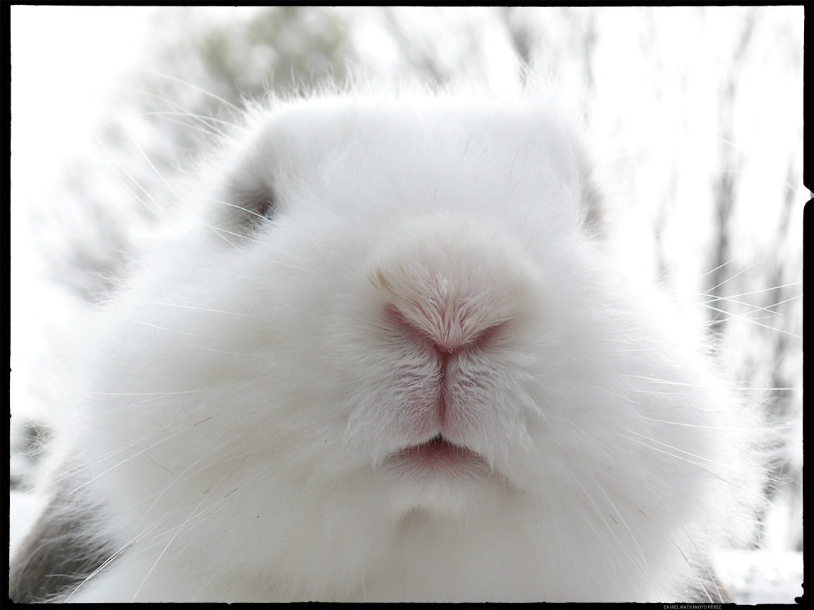 Нос кролика