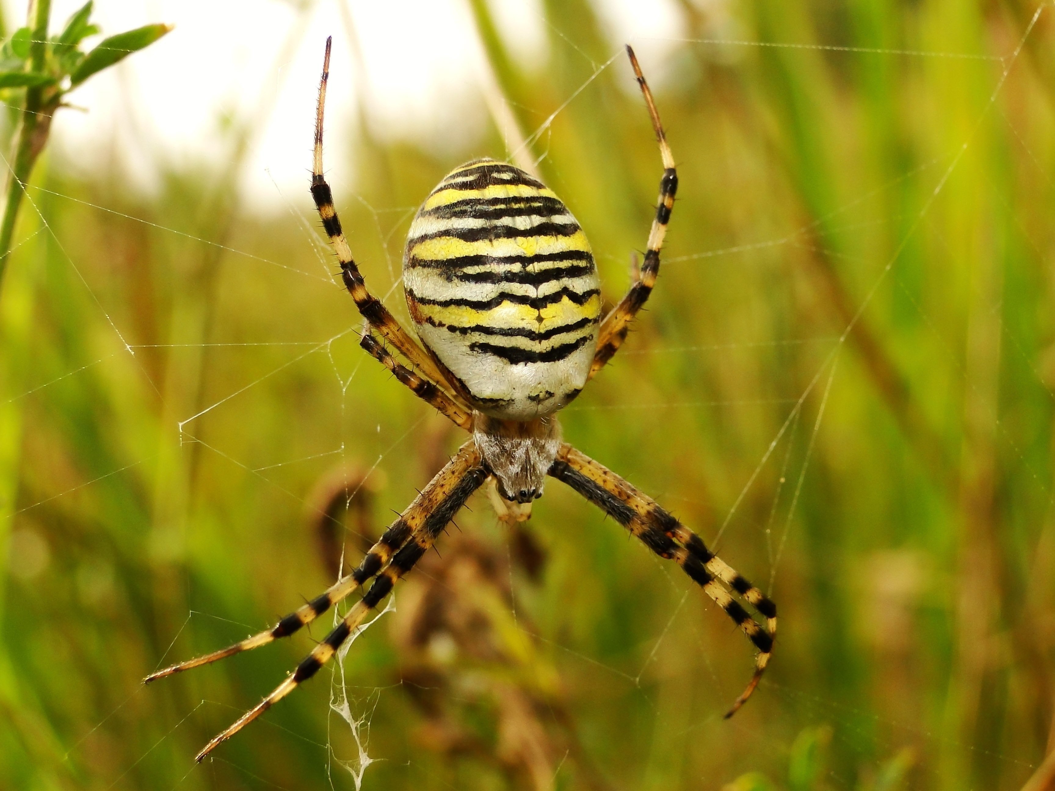 Черный паук с полосатыми лапками - 67 фото