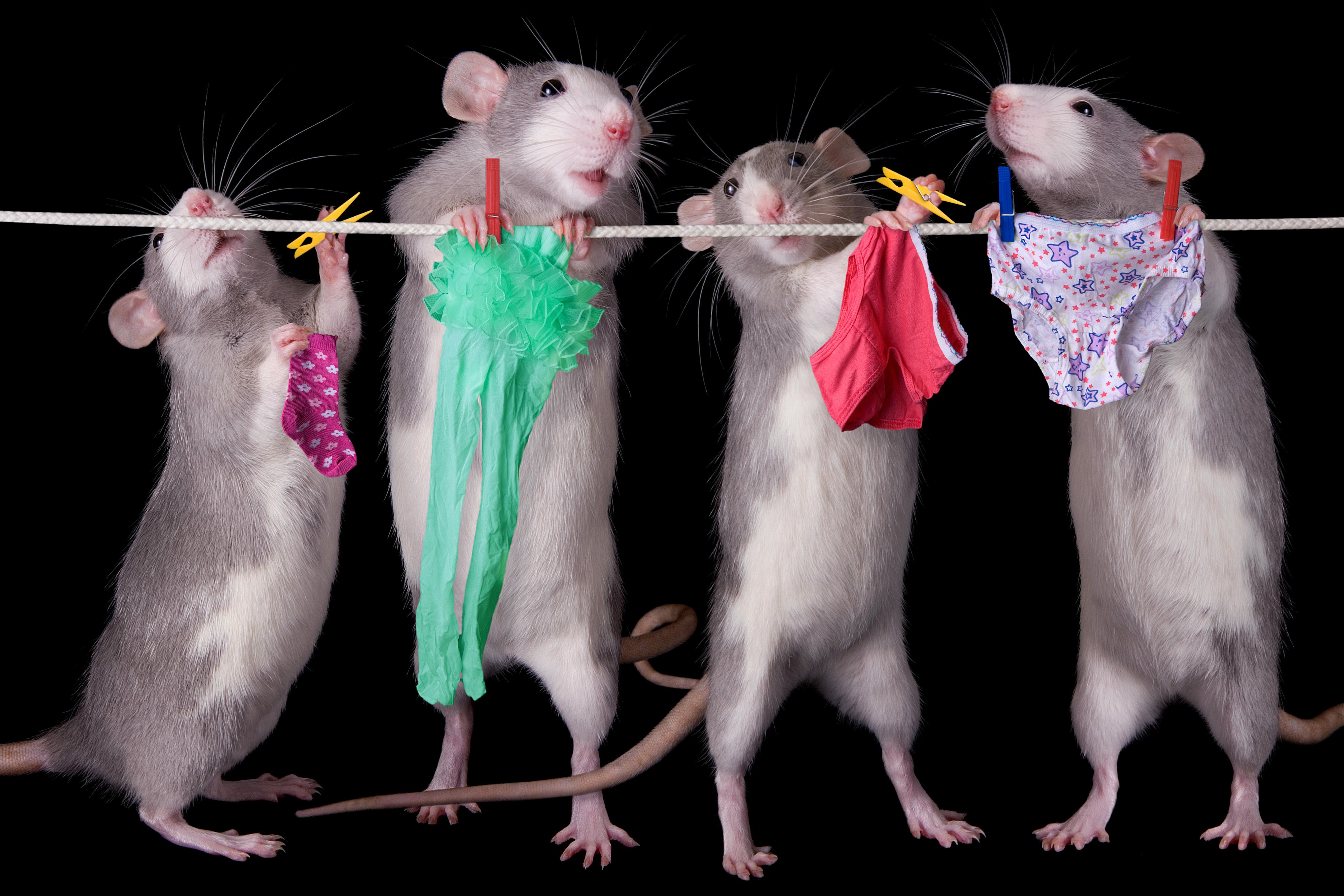 Картинки крысы смешные. Четыре крысы. Крысы подружки. Смешная мышь. Смешные крысы.