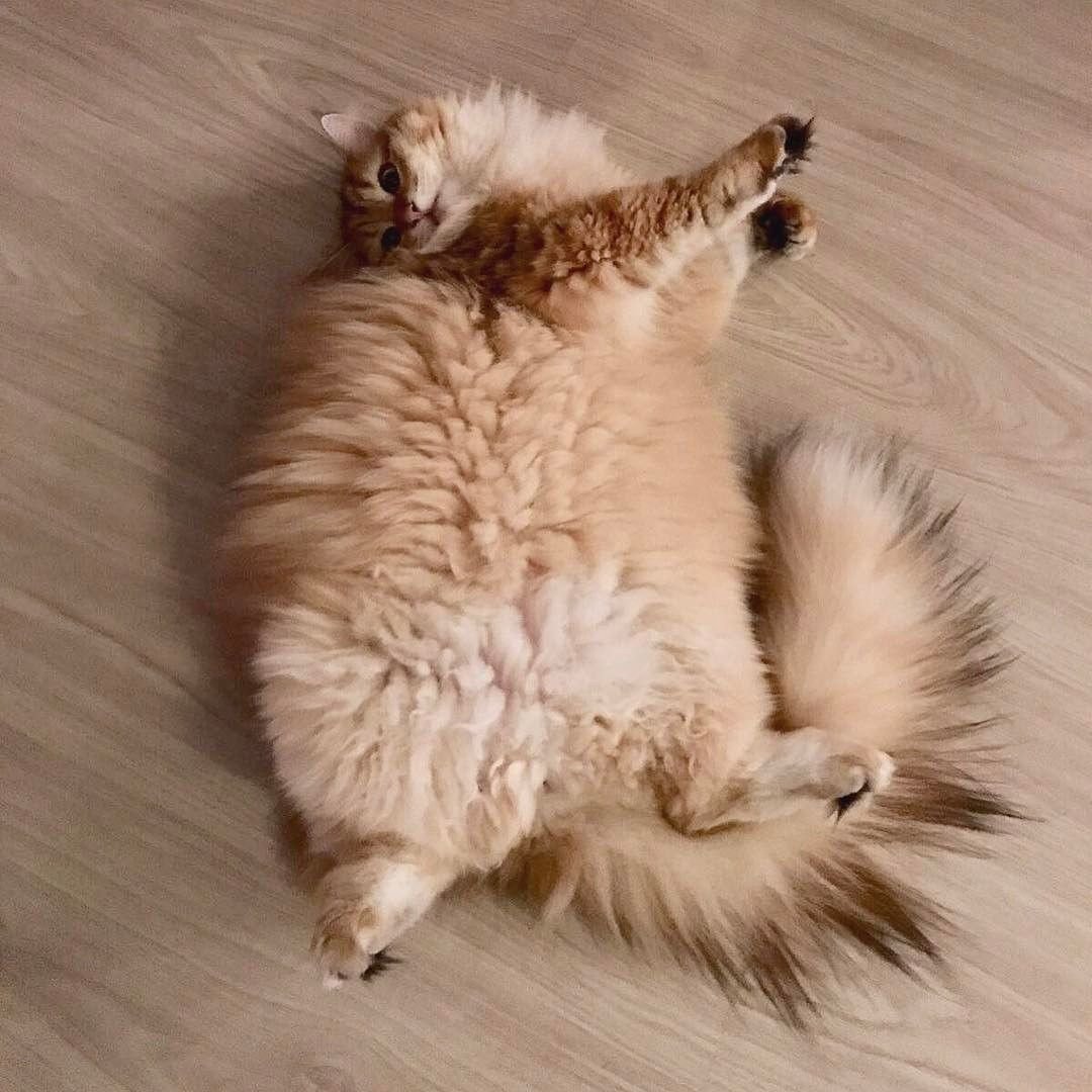 Красивые киски толстых. Толстый кот. Кот лежит на спине. Пушистый кот.