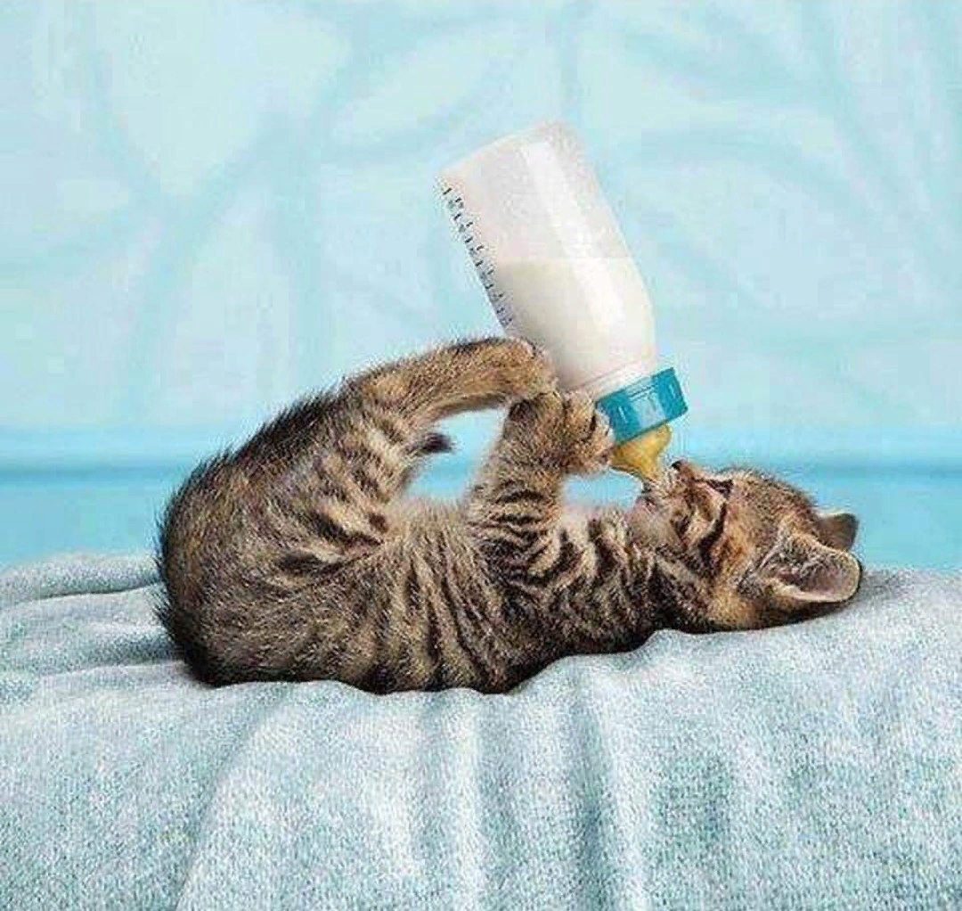 Сколько котята пьют молоко. Котенок пьет из бутылочки. Котенок пьет молоко. Котенок пьет молоко из бутылочки. Молоко для котят.