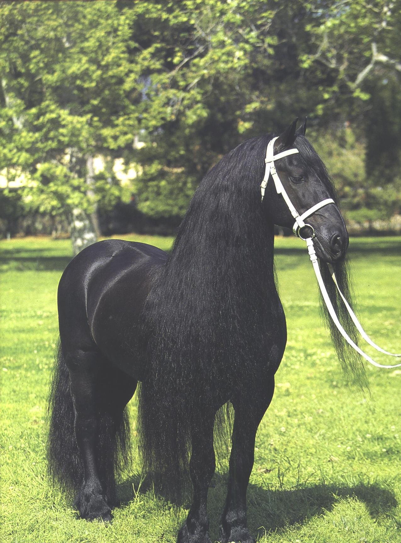 Конь с черной гривой. Лошадь породы цыганская упряжная. Фриз Фризская лошадь. Пегая Фризская лошадь. Фризская лошадь породы лошадей.