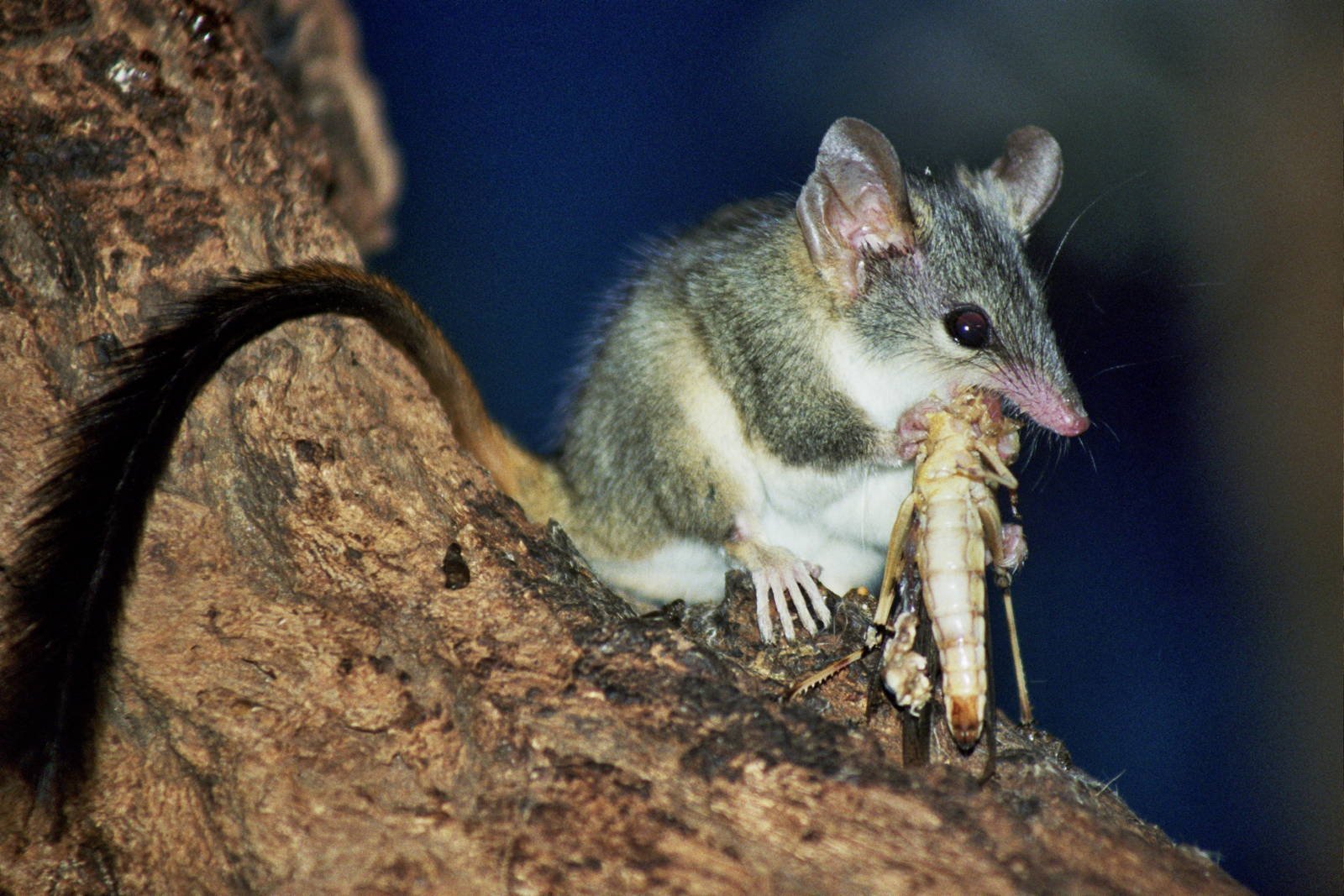 Австралийская сумчатая крыса