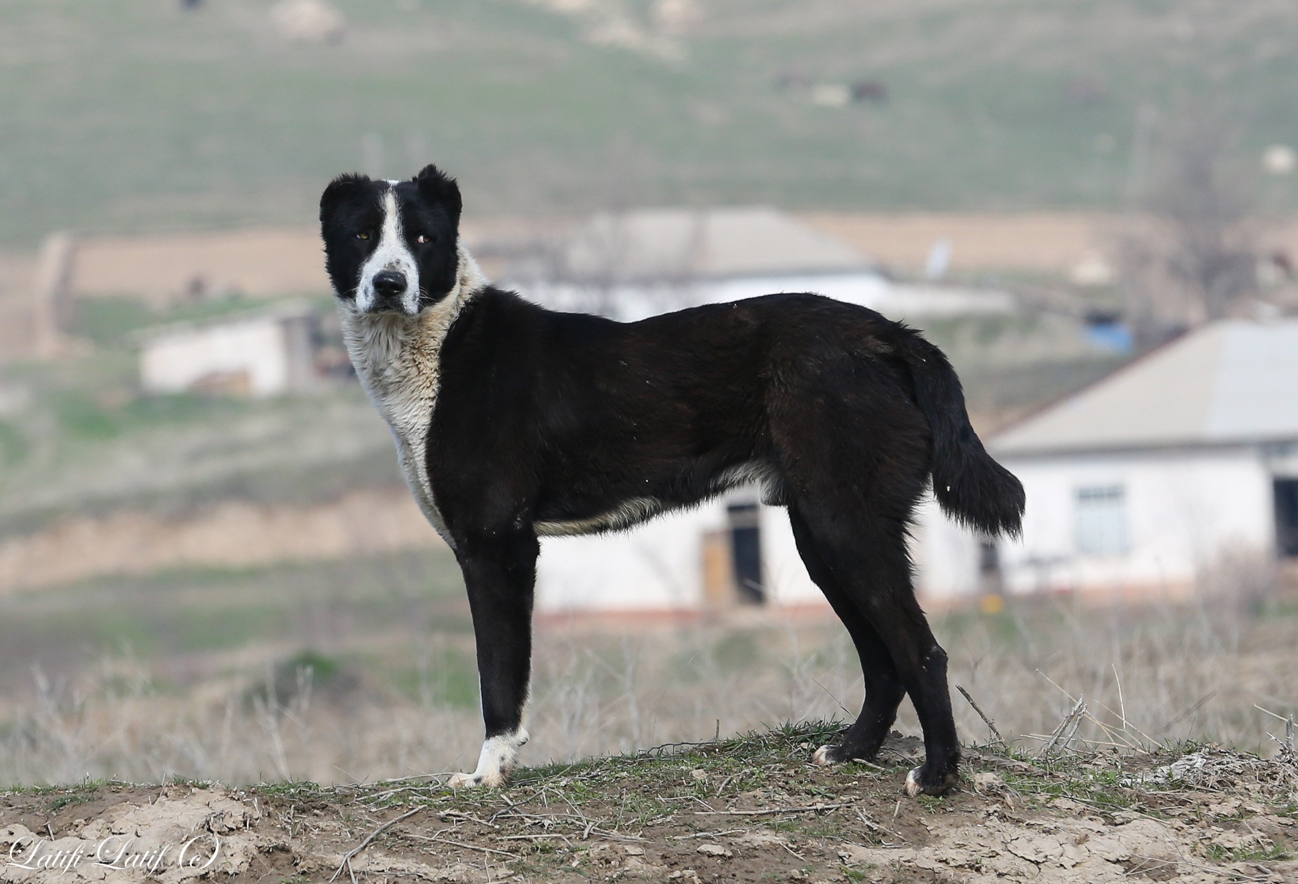 собака по таджикски