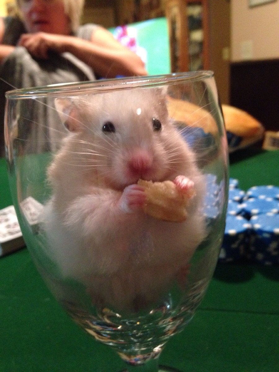 Sad hamster violin hamster. Смешные хомяки. Хомяк прикольный. Хомяк сирийский. Прикольные хомячки.