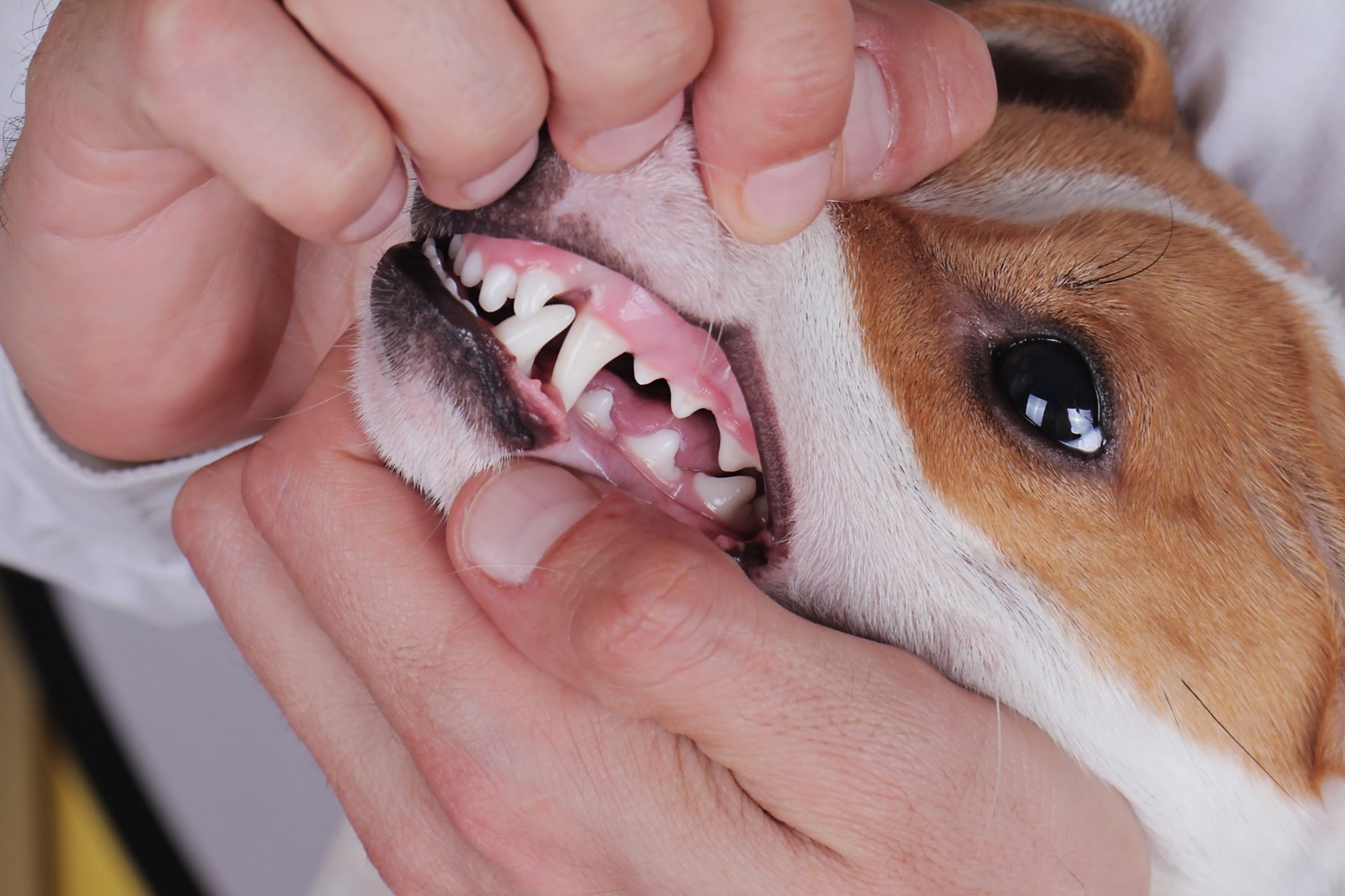 Почему у собаки воняет рот. Прикус ножницеобразный Бигль.