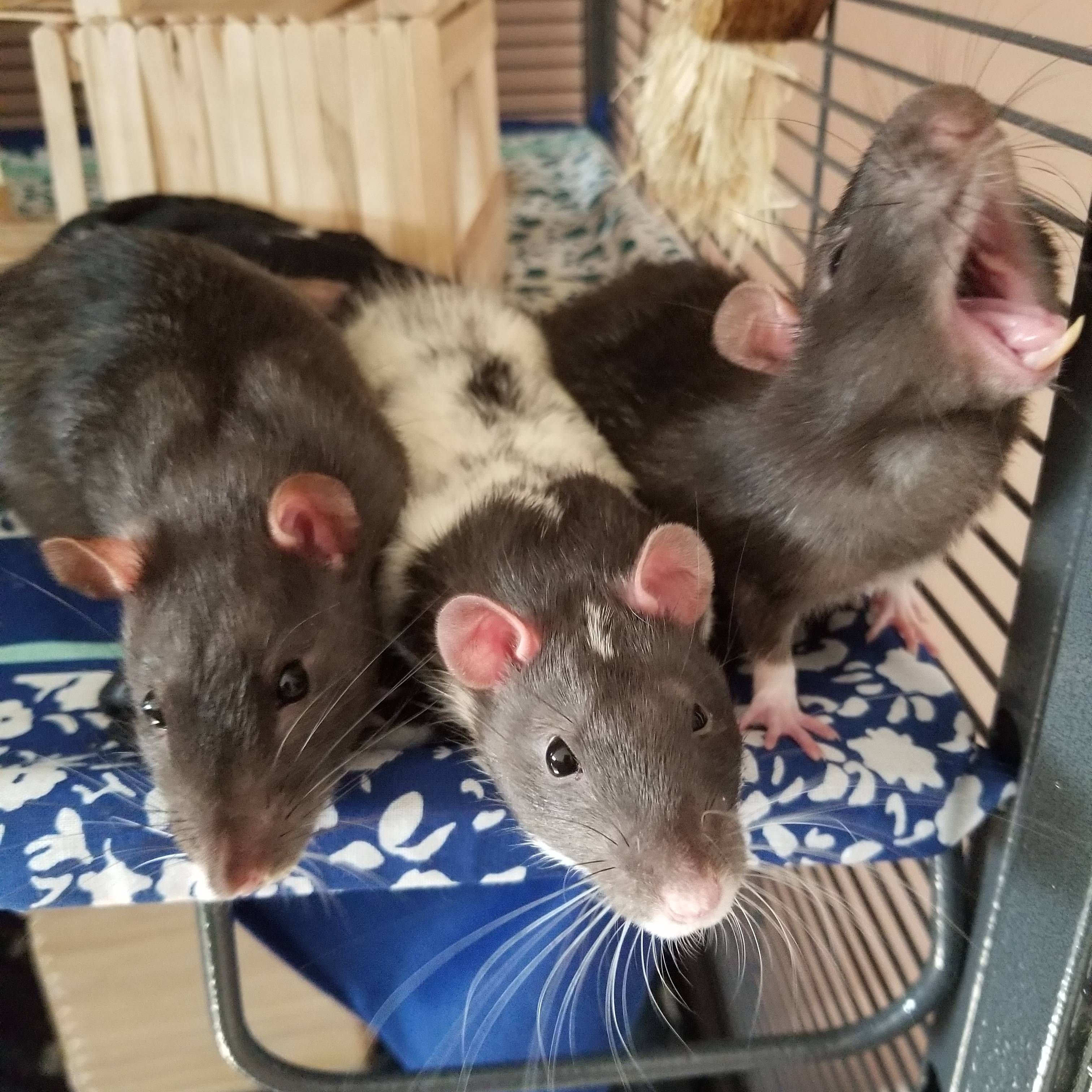 Крысы домашние и Дикие