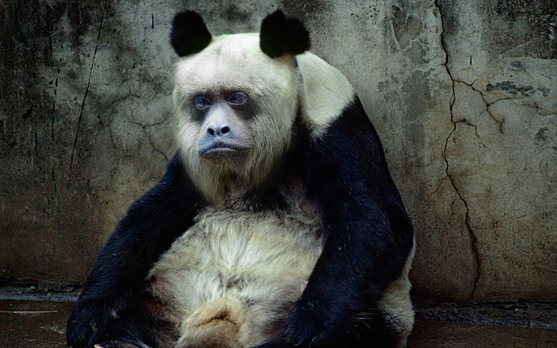 Уродливая Панда