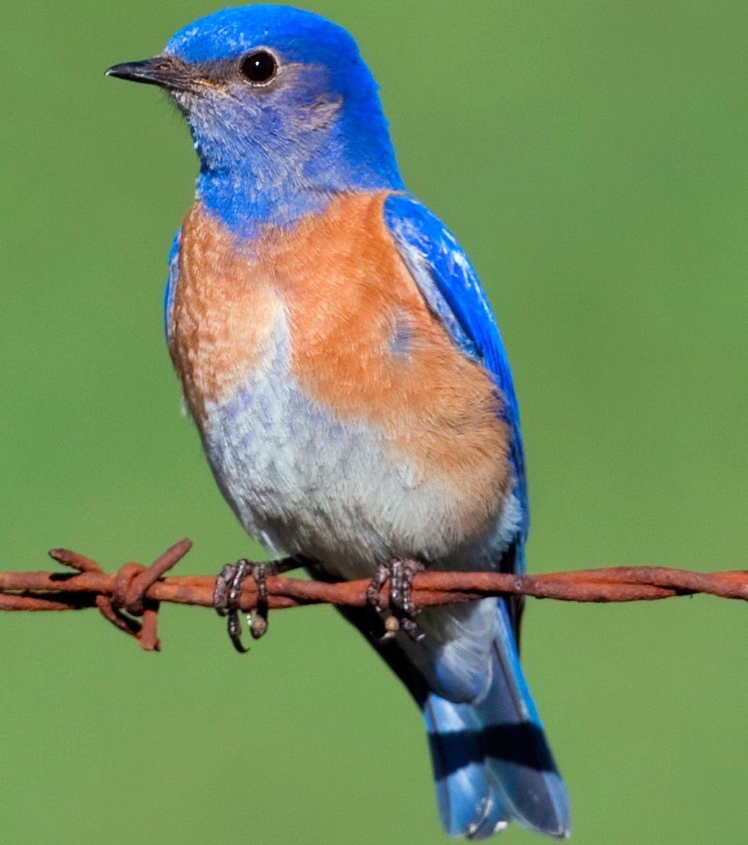 Синяя птица с коричневой грудкой фото и название
