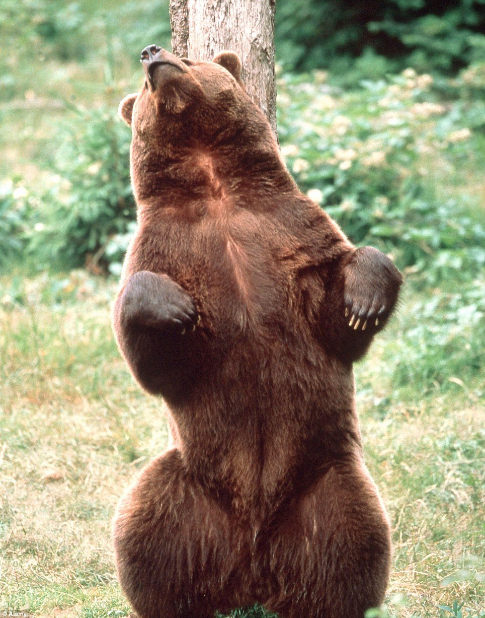 Dick bear. Медведь. Смешной медведь. Медведь на задних лапах. Медведь стоячий.