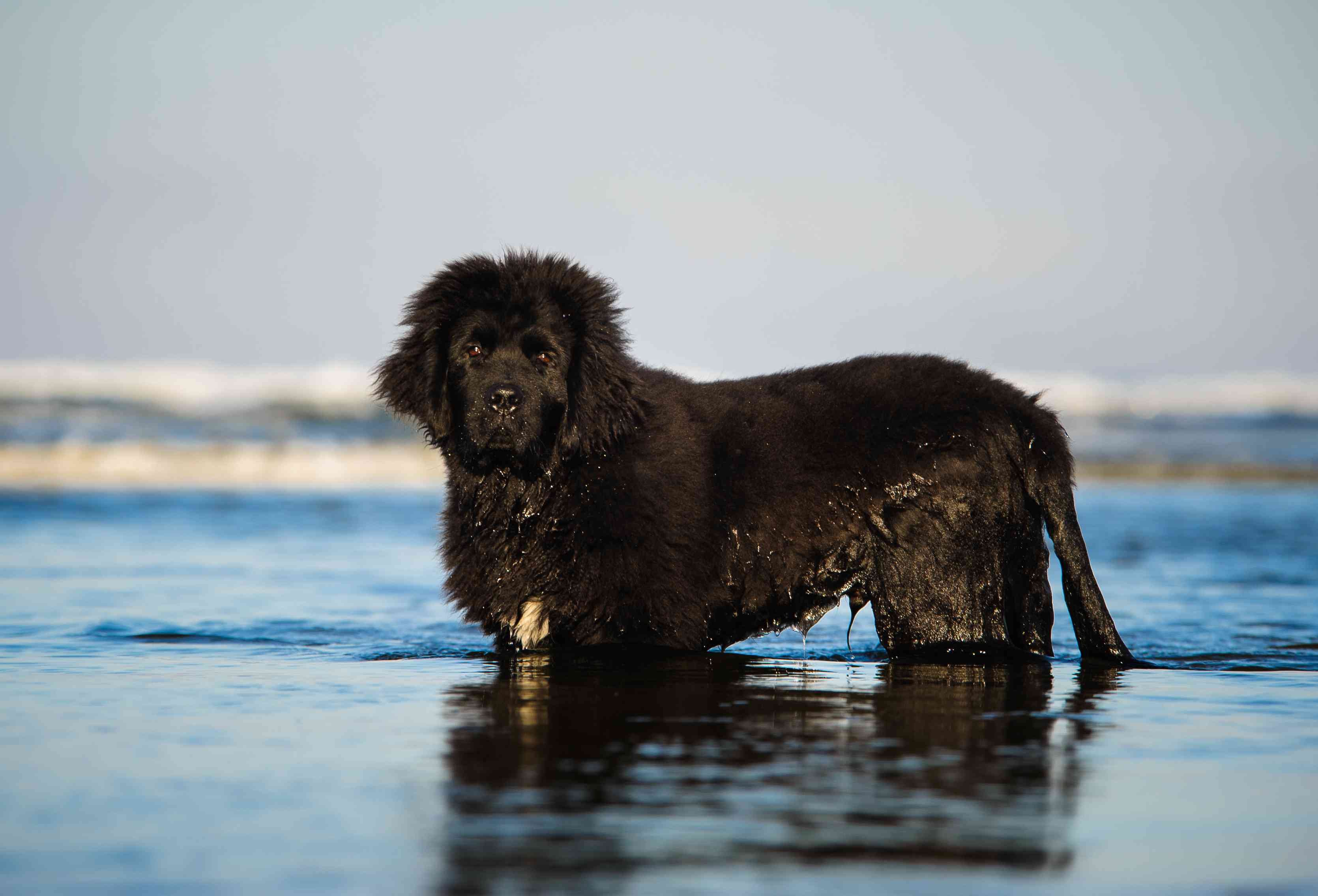 Ньюфаундленд длина реки. Ньюфаундленд. Ньюфаундленд собака. Ньюфаундленд (порода собак). Собака водолаз ньюфаундленд.