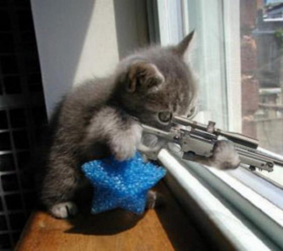 Кот с ружьем