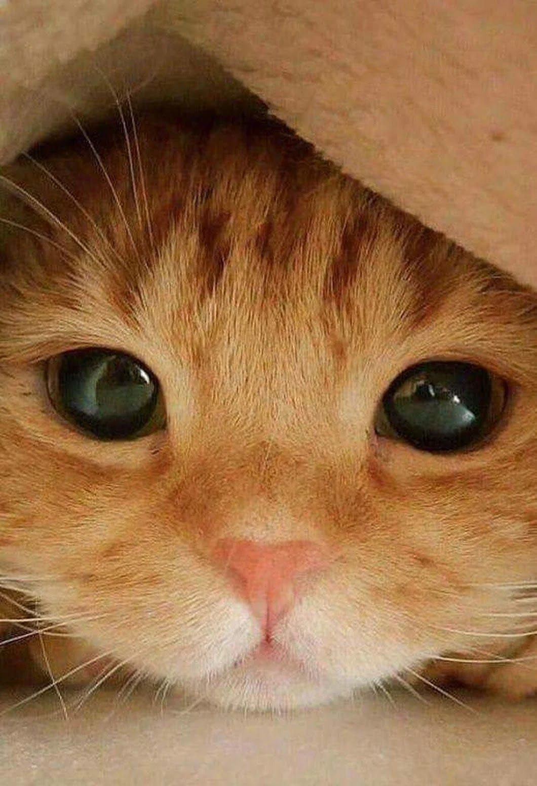 Милый рыжий котик