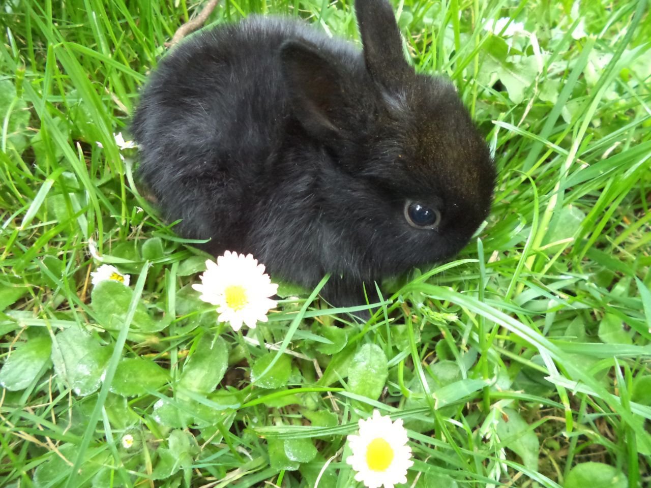 Карликовый кролик черный