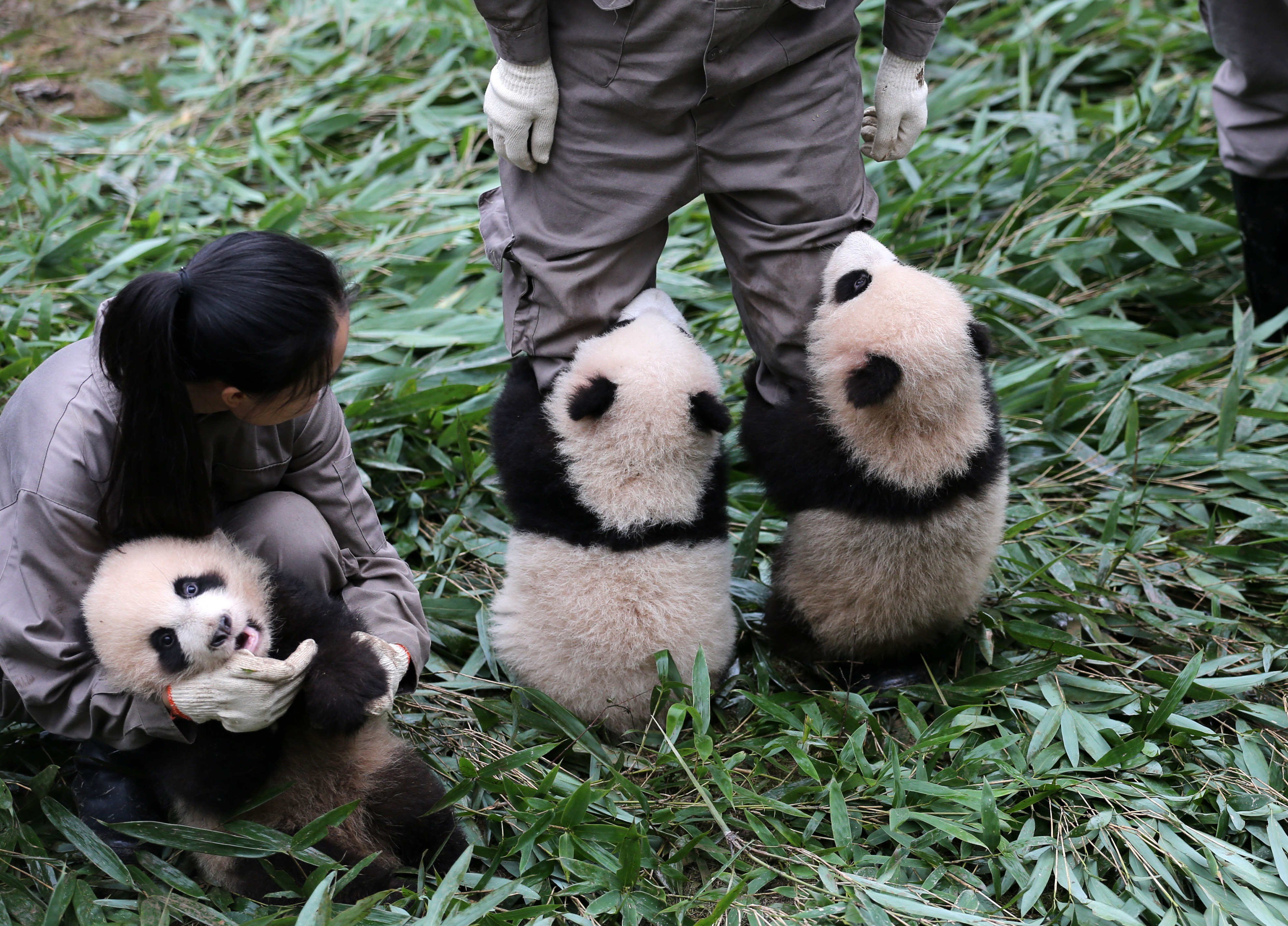 Панда сколько детенышей. Гигантские панды Сычуань. Сычуань резерваты Панда. Сычуань Китай панды. Большая Панда в Китае.