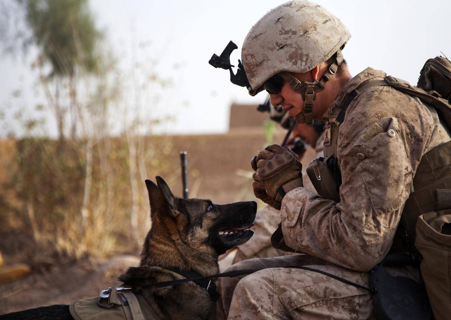 Американская Военная собака