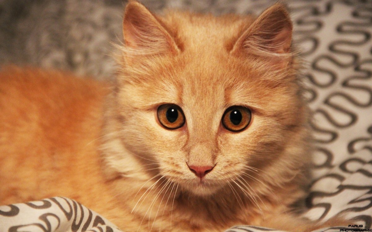 Кот с карими глазами - 57 фото