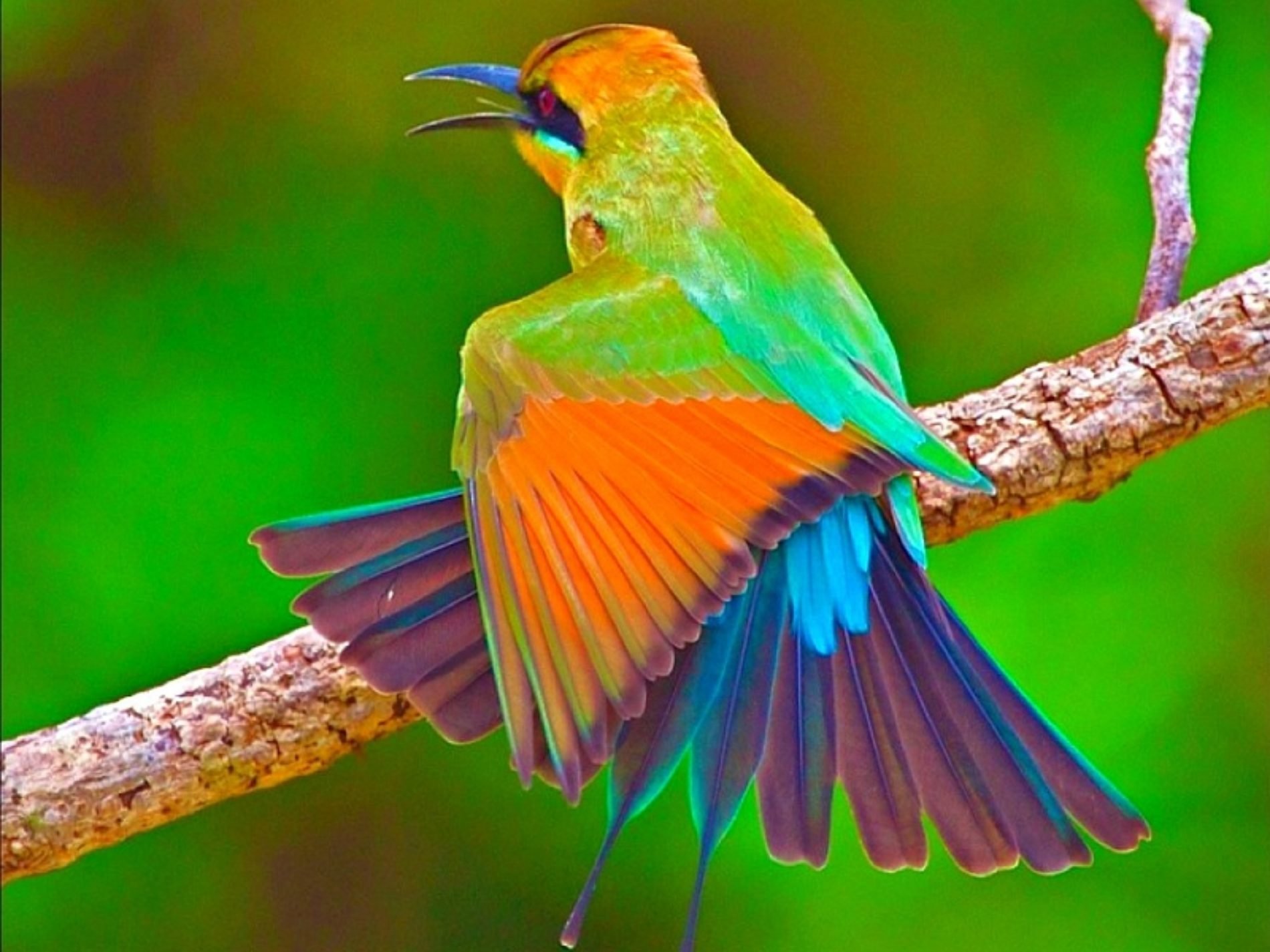 Птица радуга. Разноцветные птицы. Яркие птицы. Радужная птица. Самые яркие птицы мира.