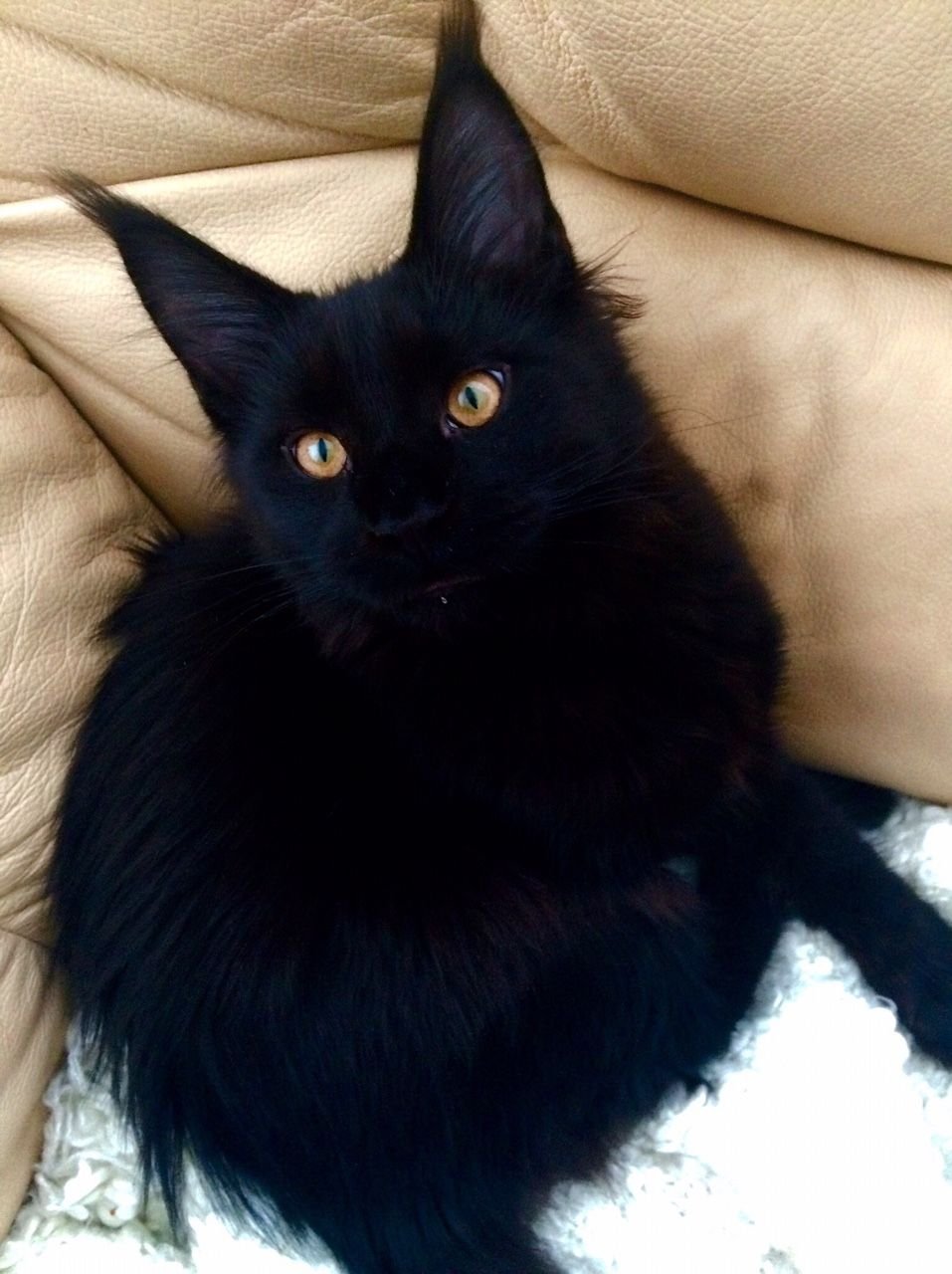 Черная пушистая кошка