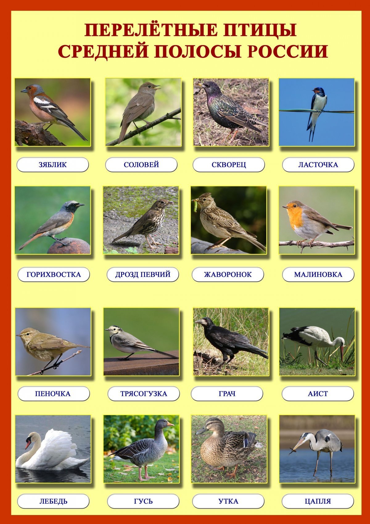Птицы Урала: краткое описание, фото и название, какие виды остаются зимовать