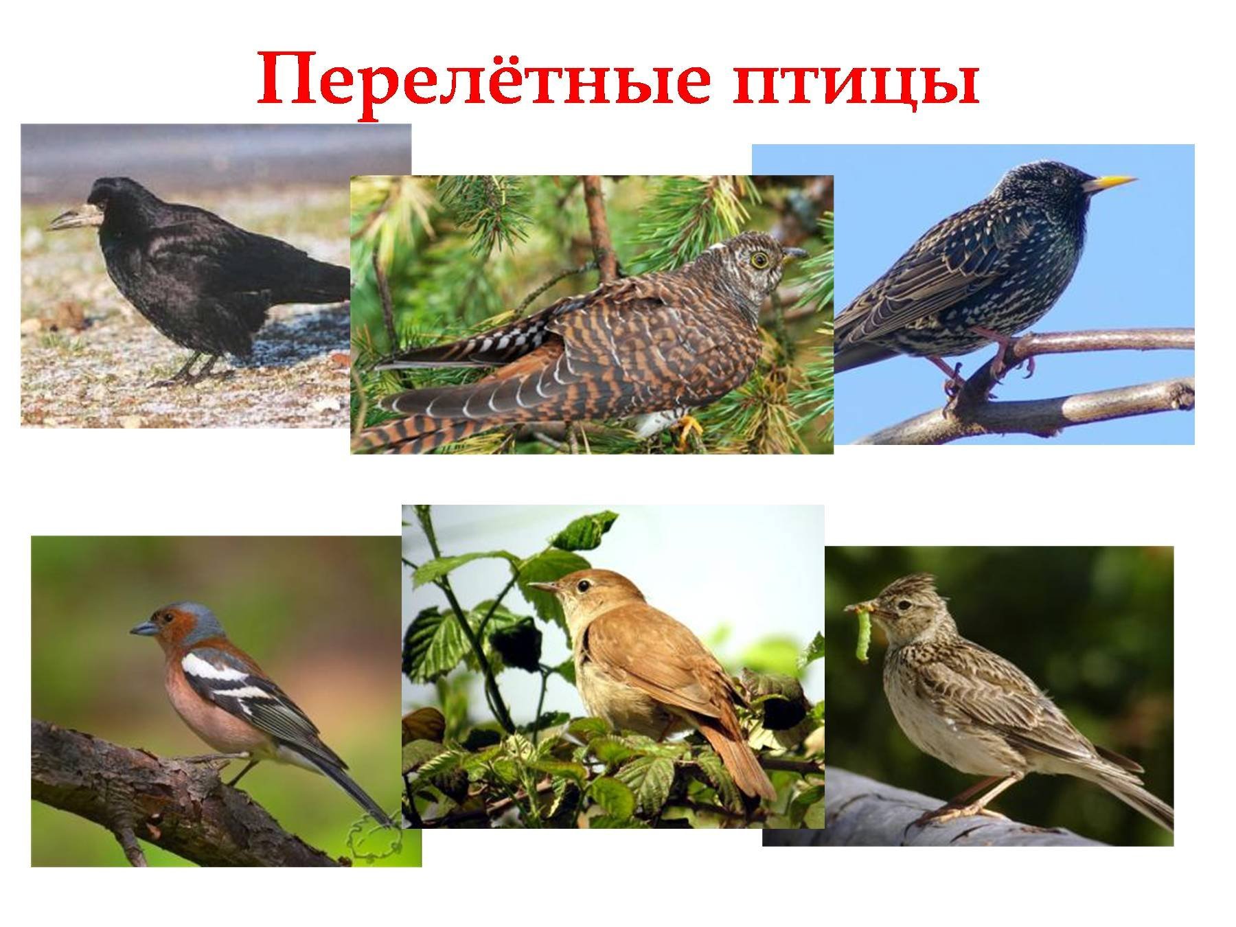 Перелетные птицы россии фото с названиями