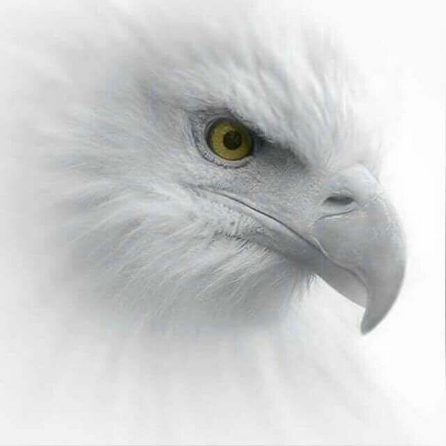 Белый орел птица - 51 фото