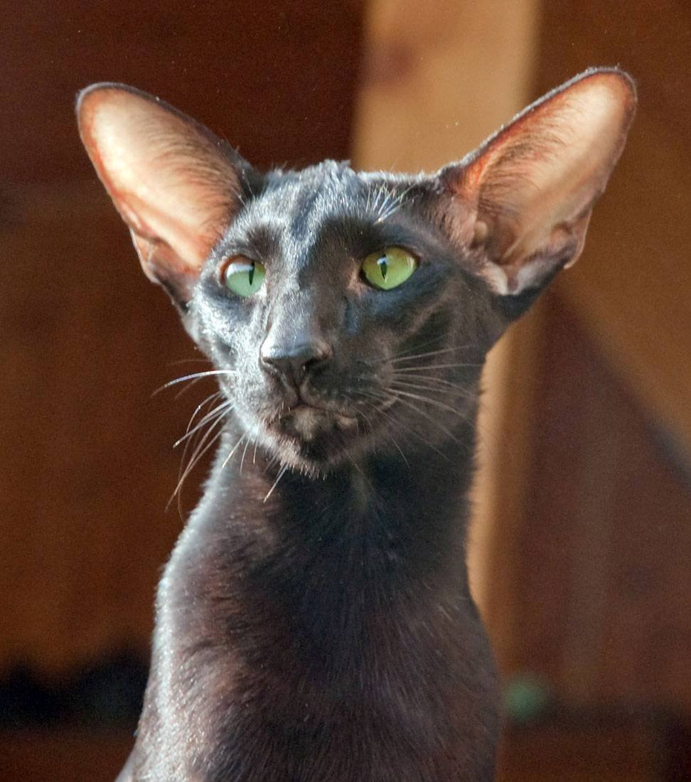 Ориентальная кошка породы кошек характер. Петерболд Ориентал. Ориентальная короткошерстная. Ориентальная короткошерстная кошка. Ориентальная кошка шоколадная.