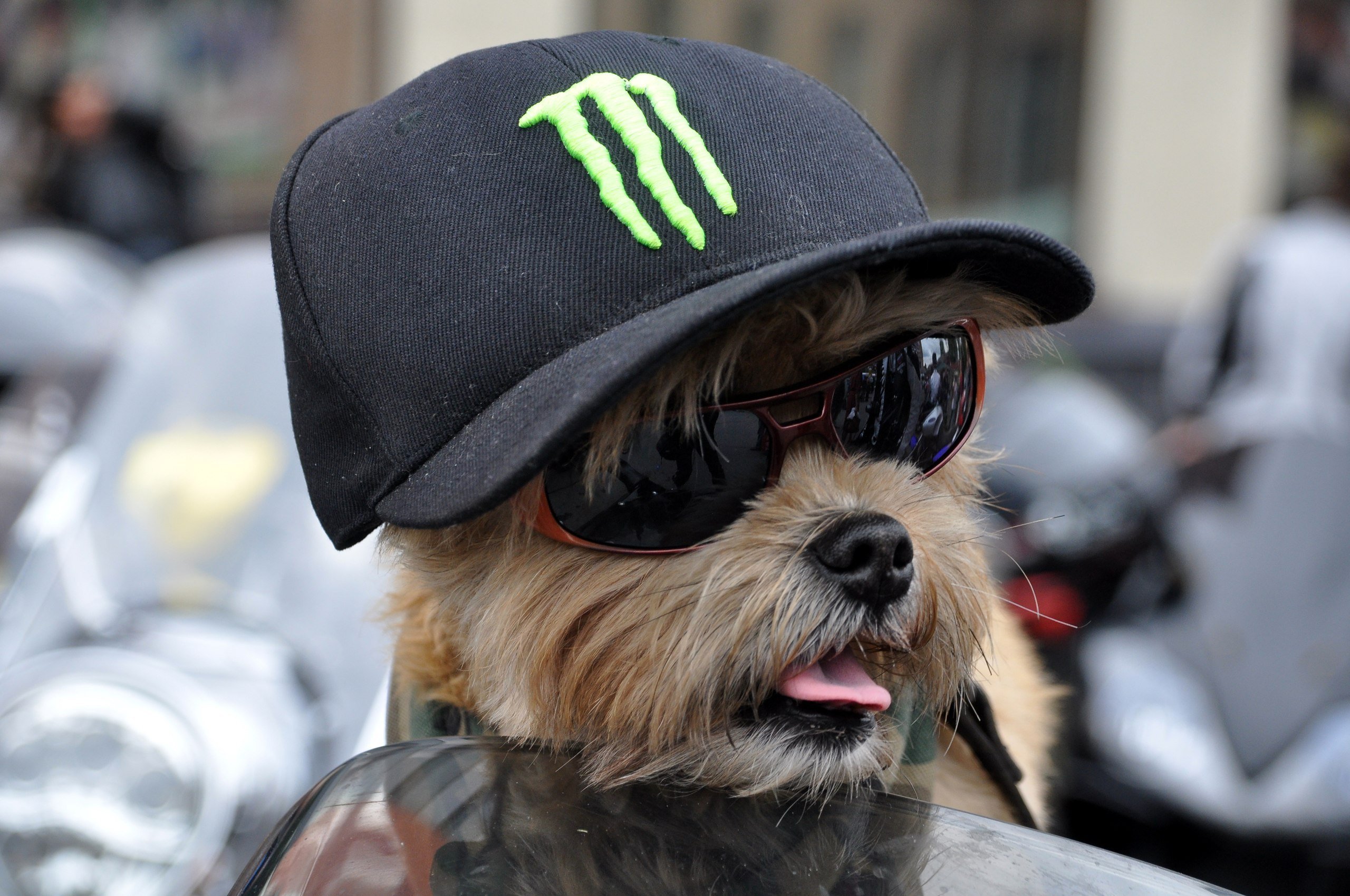 Пес бандит. Собака в кепке. Крутая собака. Бейсболка для собак. Чихуахуа в кепке.