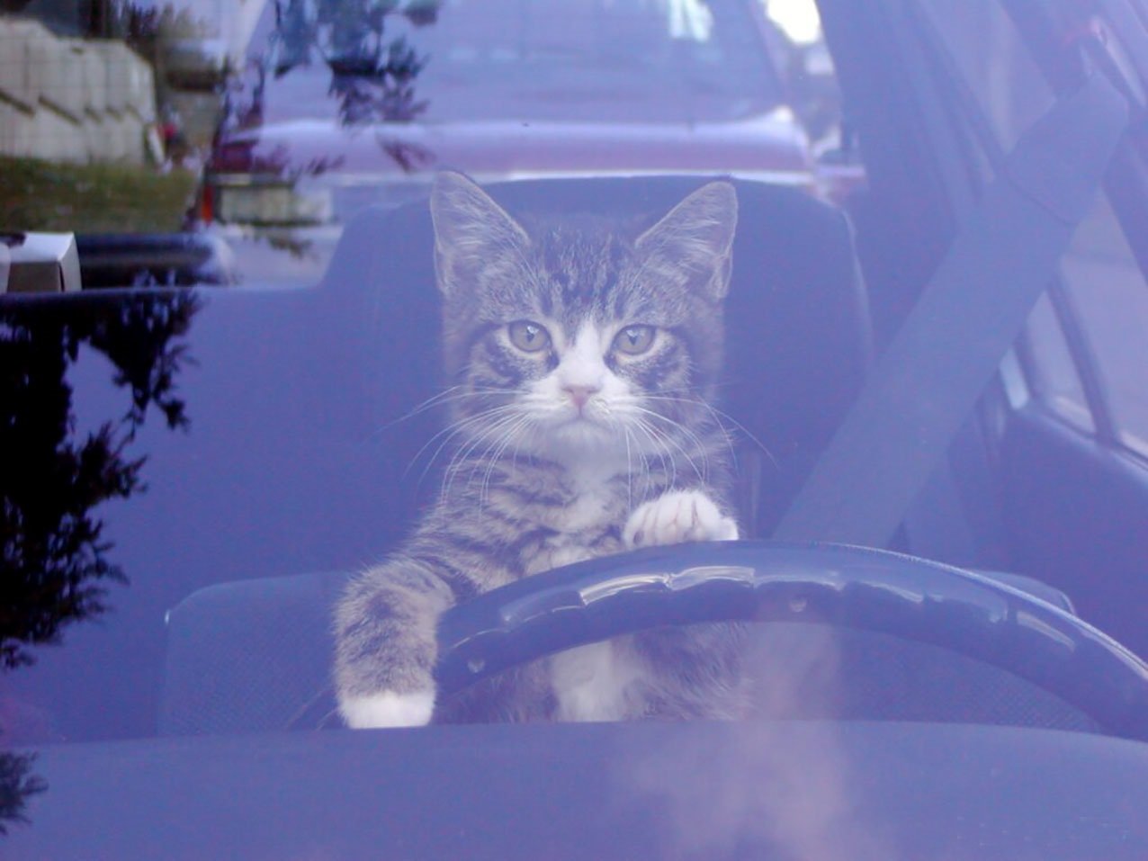 Котик за рулем