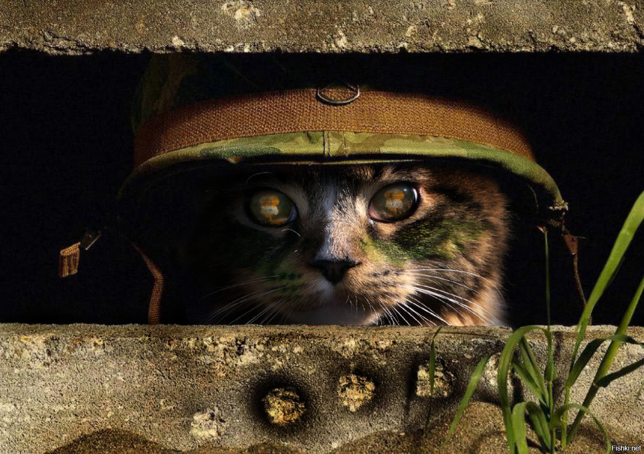 С днем защитника котиков. Кот в каске. Боевой кот в каске. Котик в каске военной. Кот в камуфляже.
