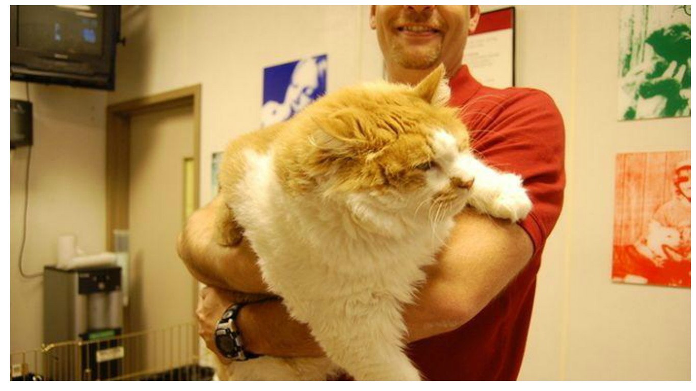 Толстого кота в мире. Самый жирный кот. Самый толстый кот в мире. Кот огромный толстый. Самый большой и толстый кот в мире.