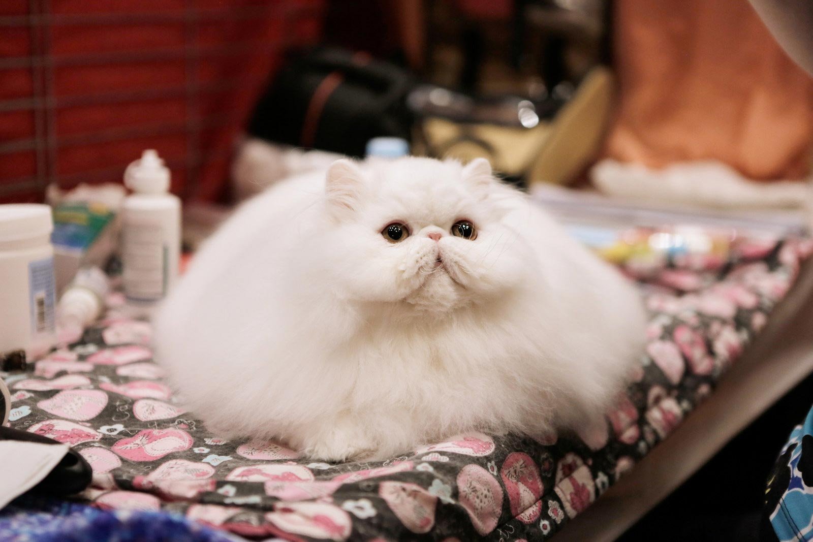 Красивые киски толстых. Пушистая кошка. Самый пушистый кот. Самый пушистый кот в мире. Милые пушистые котики.