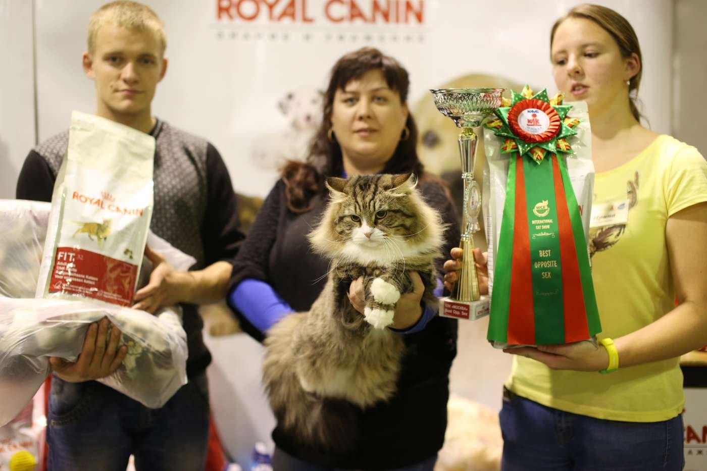Выставка кошек мурманск 2024. Первая выставка кошек в Москве. Выставка кошек в Туле 2023.