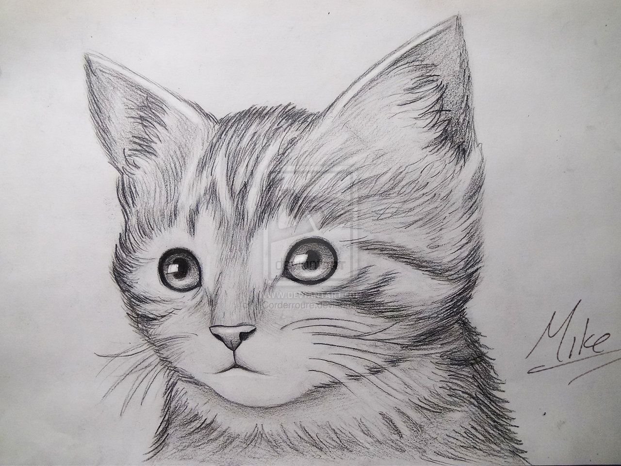 Фото рисунка кошки. Кот карандашом. Котик рисунок. Рисунки котиков карандашом. Котёнок рисунок карандашом.