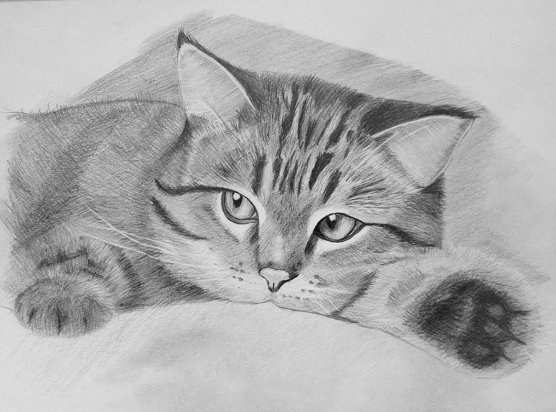 Фото рисунка кошки. Кошка карандашом. Котик карандашом. Красивые рисунки карандашом. Рисунки простым карандашом.