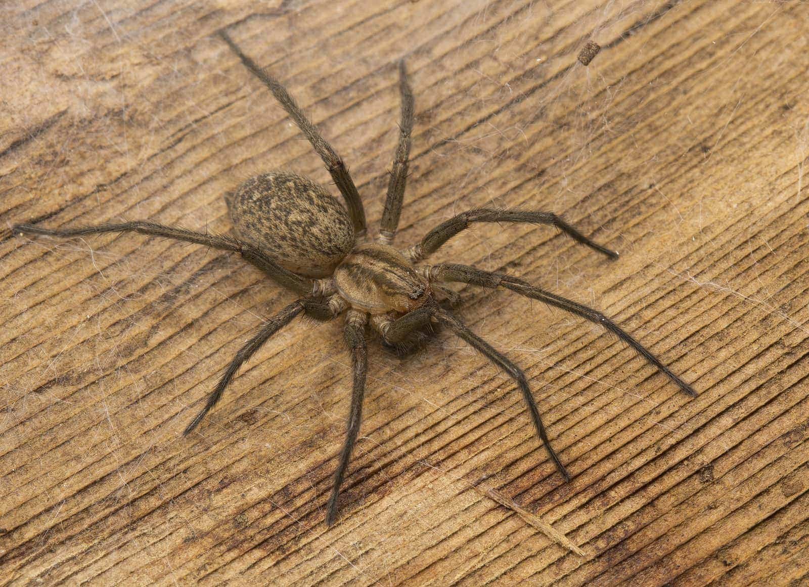 Большой домашний паук. Домовой паук Tegenaria Agrestis. Луговой паук тегенария. Тегенария домовая.