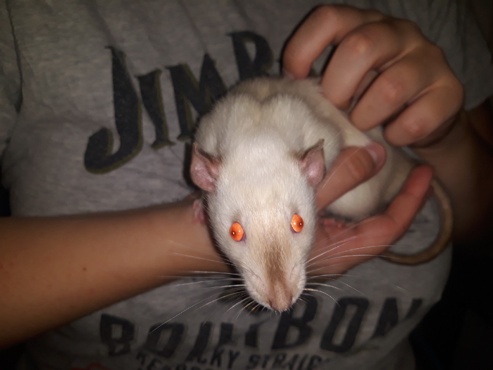 Сиамская крыса альбинос