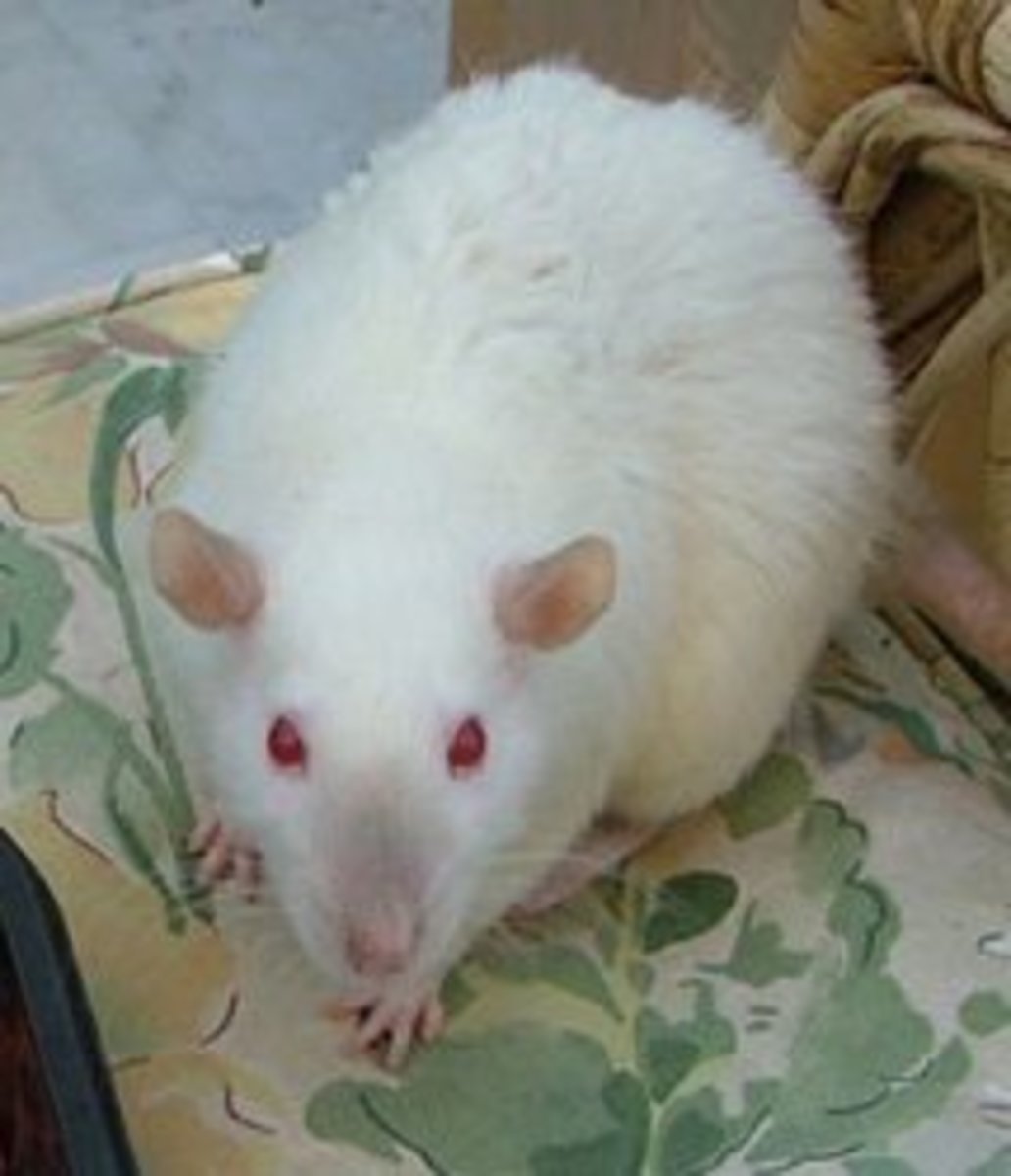 крыса альбинос фото