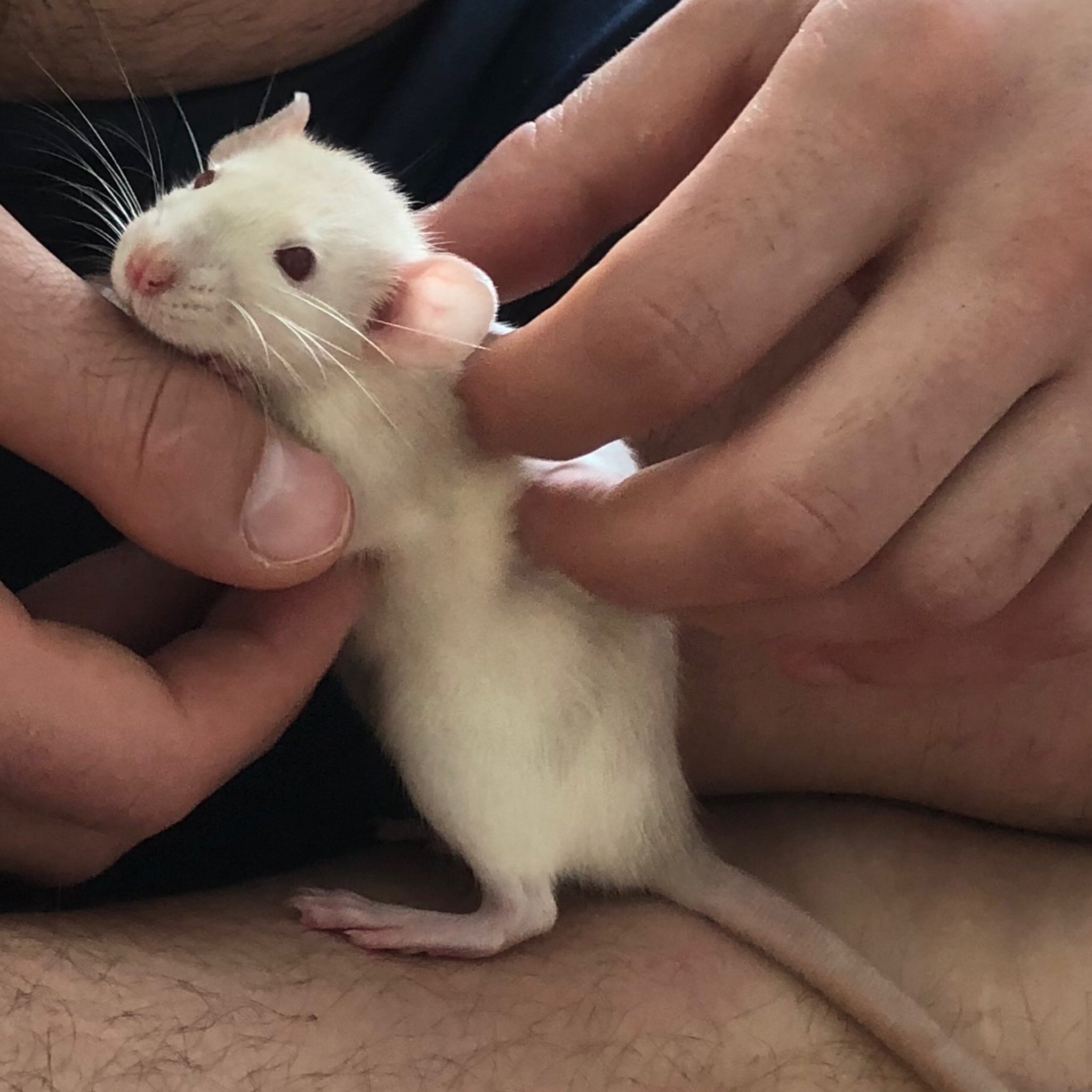 Крыса арт альбинос руки