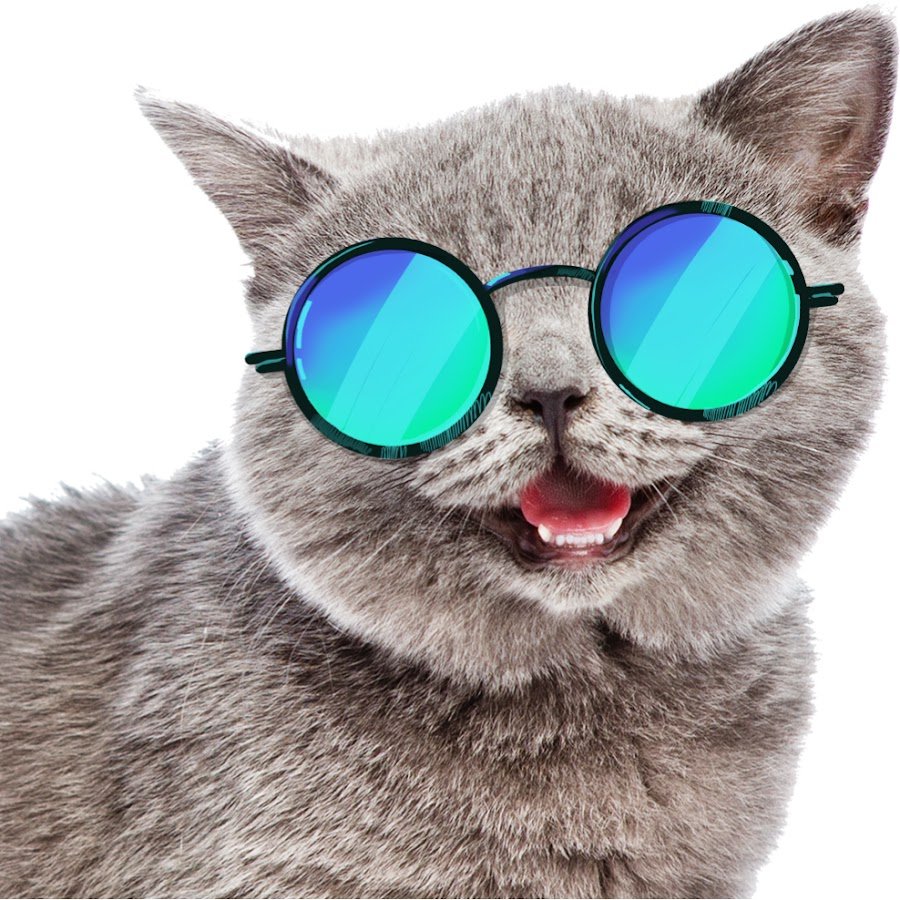 Кот в очках улыбается
