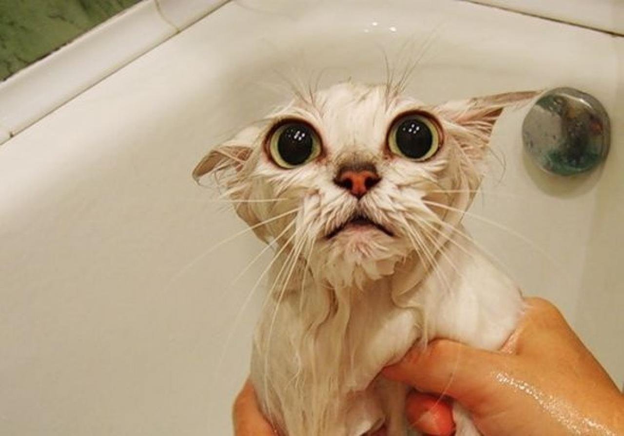 Мокрая киска с разговорами. Мокрая кошка. Мокрые коты. Кошка мокрая смешная. Смешной мокрый котенок.
